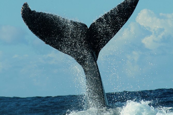 Family BEST Whale Watching Tour - Additional Information