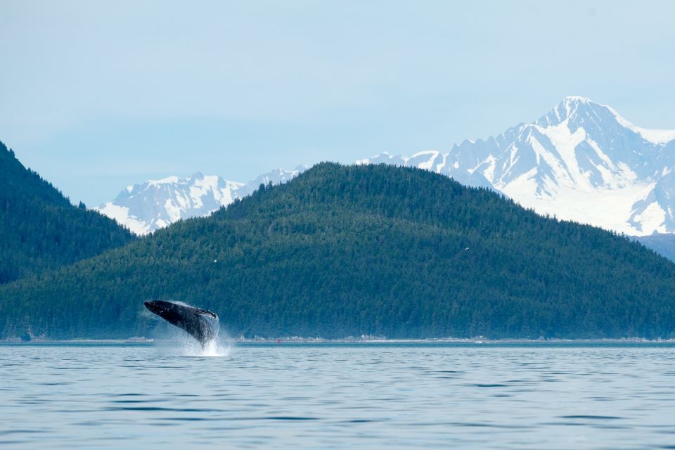 From Juneau: Whale Watching Cruise With Snacks - Common questions