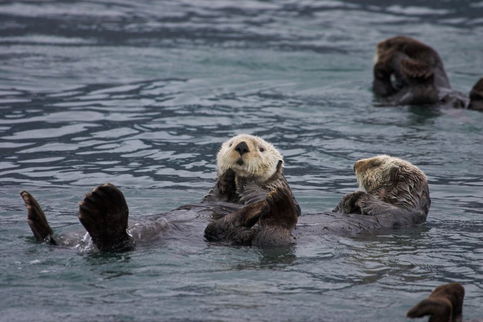 From Valdez: 7.5-hour Meares Glacier & Wildlife Cruise - Additional Information