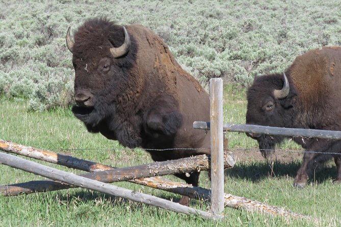 Grand Teton National Park - Sunrise Tour From Jackson Hole - Customer Feedback and Wildlife Experience