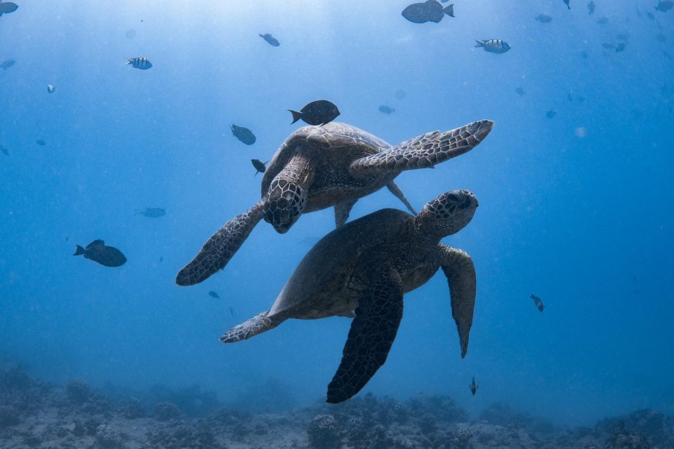 Honolulu: Turtle Canyon Snorkeling Semi-Private Boat Tour - Customer Review
