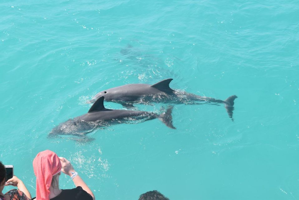 Key West Sandbar Excursion & Dolphin Tour Includes Beer Wine - Tour Duration and Guide