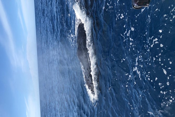Lahaina Small-Vessel Whale-Watching Experience  - Maui - Additional Experience Options