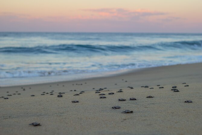 Los Cabos Turtle Release Conservation Program - Community Involvement in Turtle Conservation