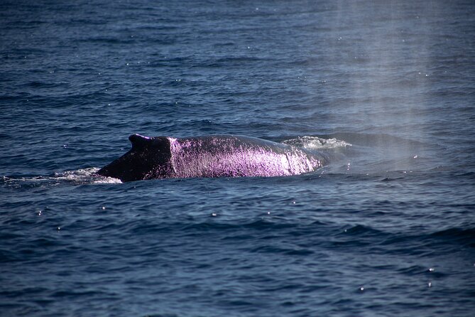 Los Cabos Whale Watching Cruise Including Breakfast - Common questions