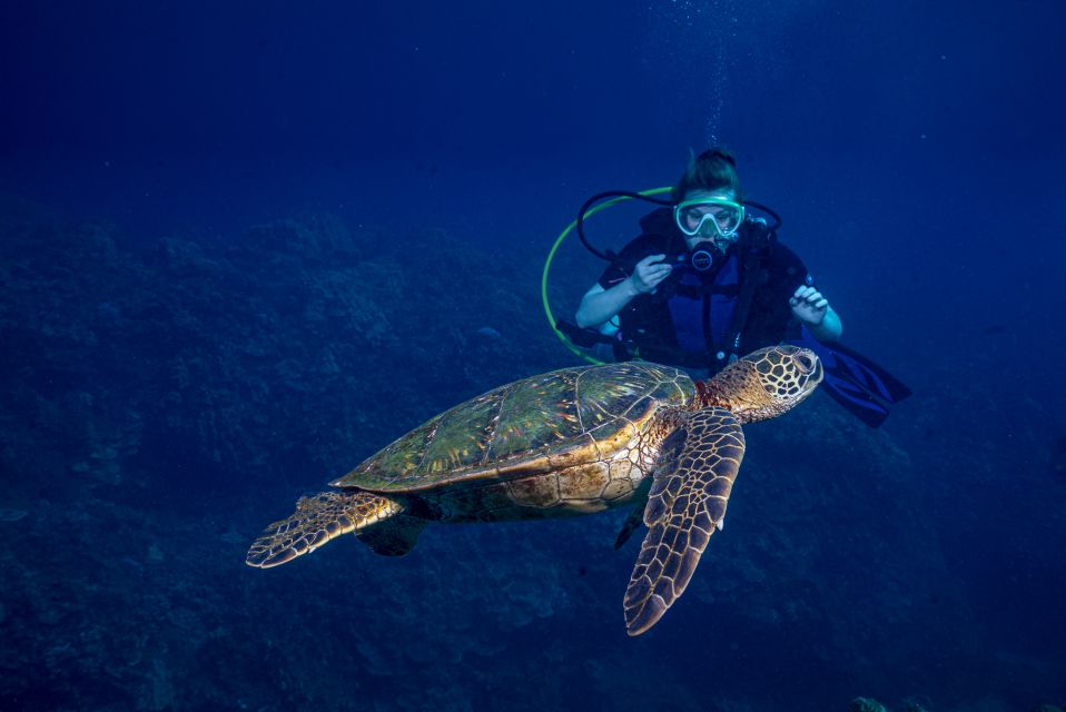 Maui: Small Group Shark and Turtle Dive for Certified Divers - Common questions