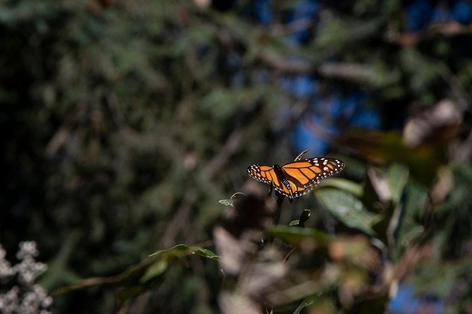 Monarch Butterfly Tour (Departing From Morelia) - Departure and Itinerary