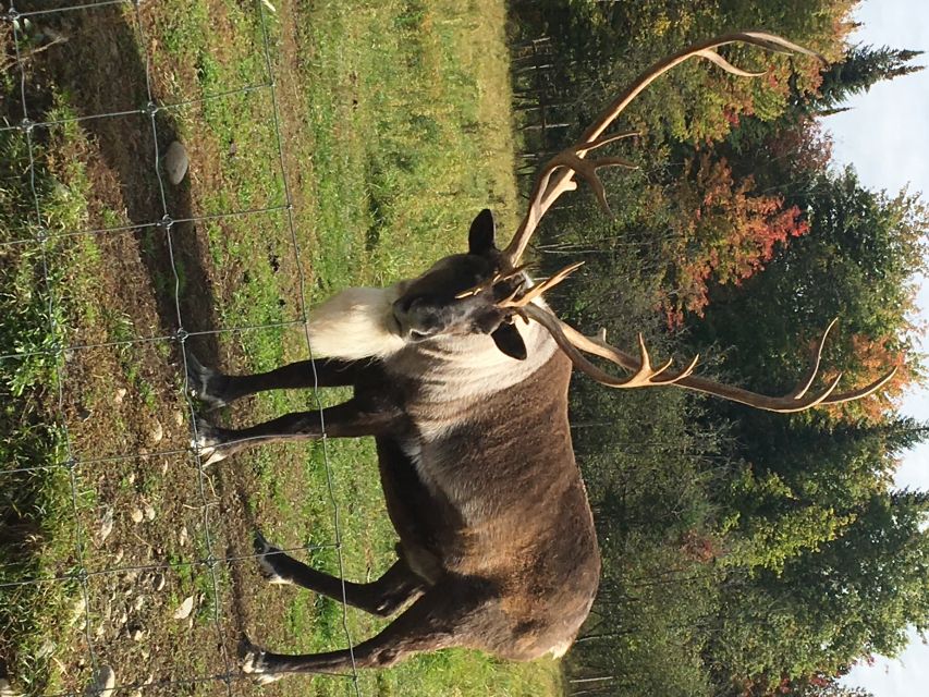 Montreal: Private Day Tour to Parc Omega & Montebello Lodge - Important Information