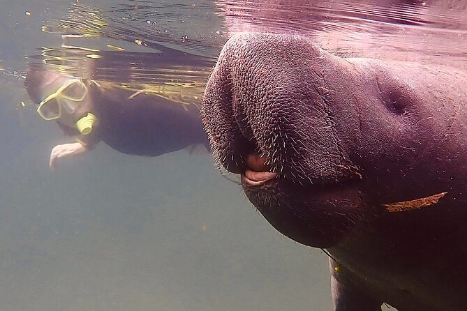 Morning Swim and Snorkel With Manatees-Guided Crystal River Tour - Customer Feedback and Improvements