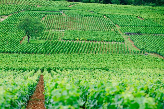 Multi Day Private Tour Prestige Burgundy With 12 Premiers & Grands Crus - Additional Information