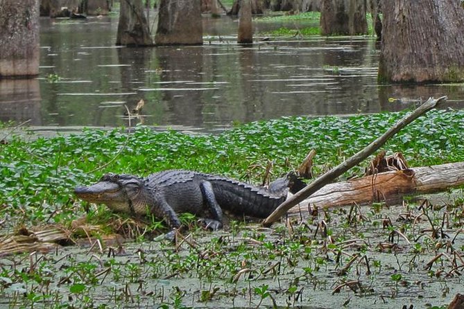 New Orleans City and Swamp Full-Day Tour - Tour Highlights and Recommendations