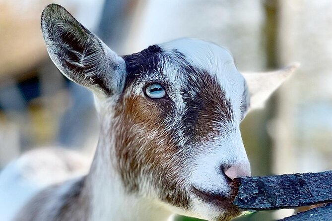 Ontario: Goat Meet-and-Greet Family-Friendly Farm Experience - Pricing Details