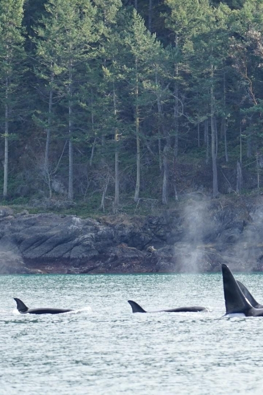 Orcas Island: Orca Whales Guaranteed Boat Tour - Orcas Island Experience Highlights