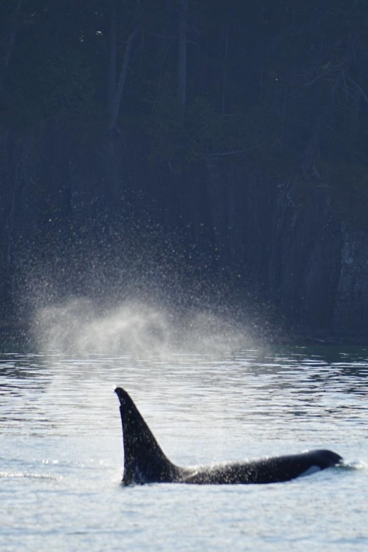 Orcas Island: Whale Watching Guided Boat Tour - Directions