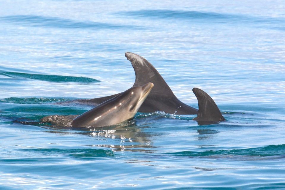 Portimão: Dolphins and Marine Life Boat Tour With Biologist - Important Information and Restrictions