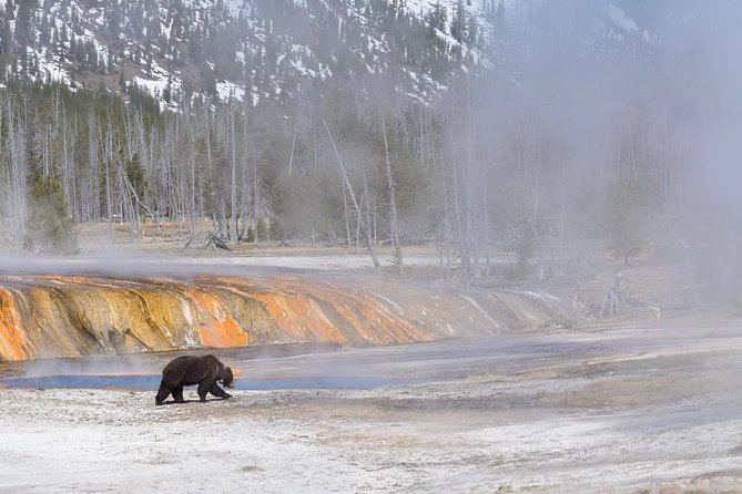Private Yellowstone Wildlife Sightseeing Tour - Pickup Locations and Options