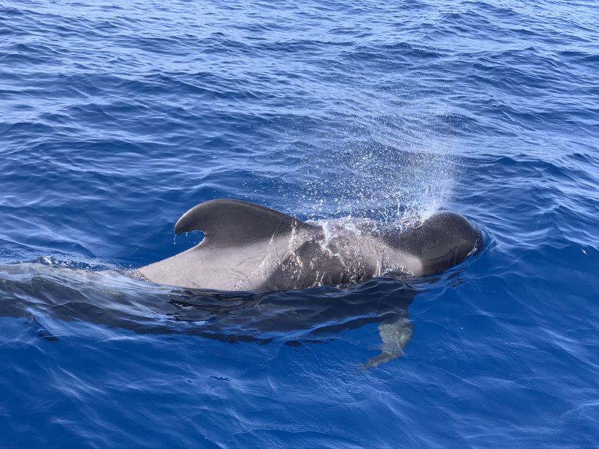 Puerto Colon : Whale & Dolphins Sailing Excursion - Important Information