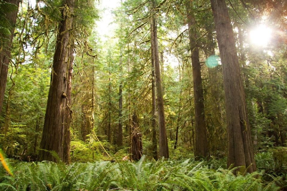 Seattle: Olympic National Park Small-Group Tour - General Information