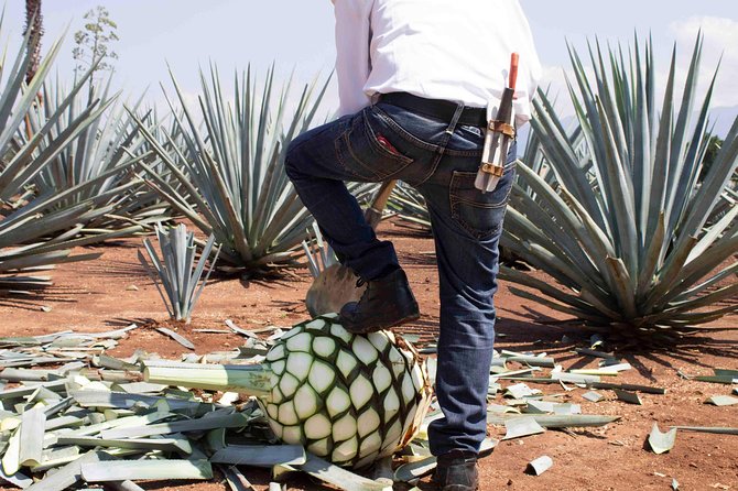 Tequila Distillery Experience, Jose Cuervo & Tequila Magic Town - Visitor Feedback and Reviews