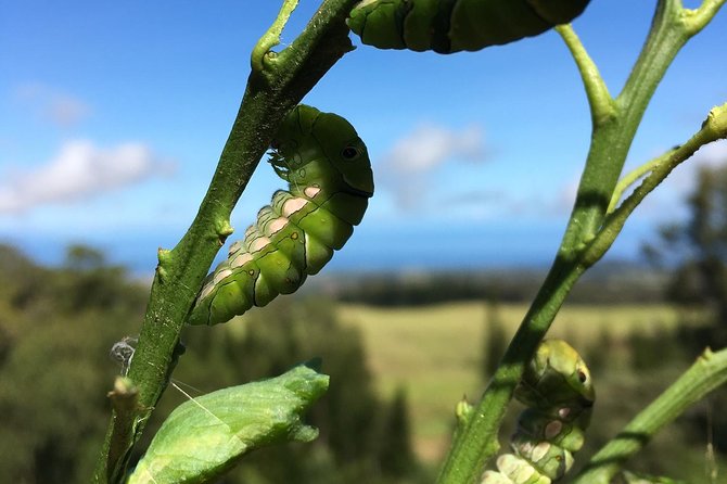 The Maui Butterfly Farm Tour! - Tour Duration