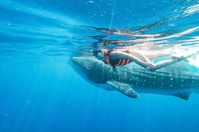 Whale Shark Adventure in Isla Mujeres and Cancun - Weather-Dependent Activity Information