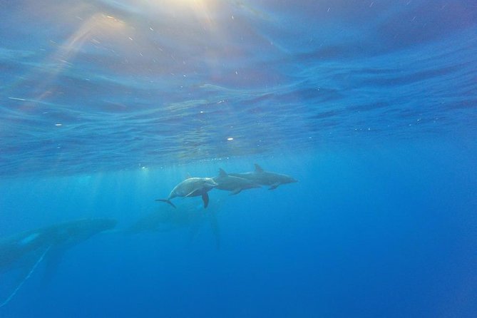 Whale Watching Tours in Bora Bora - Booking Process