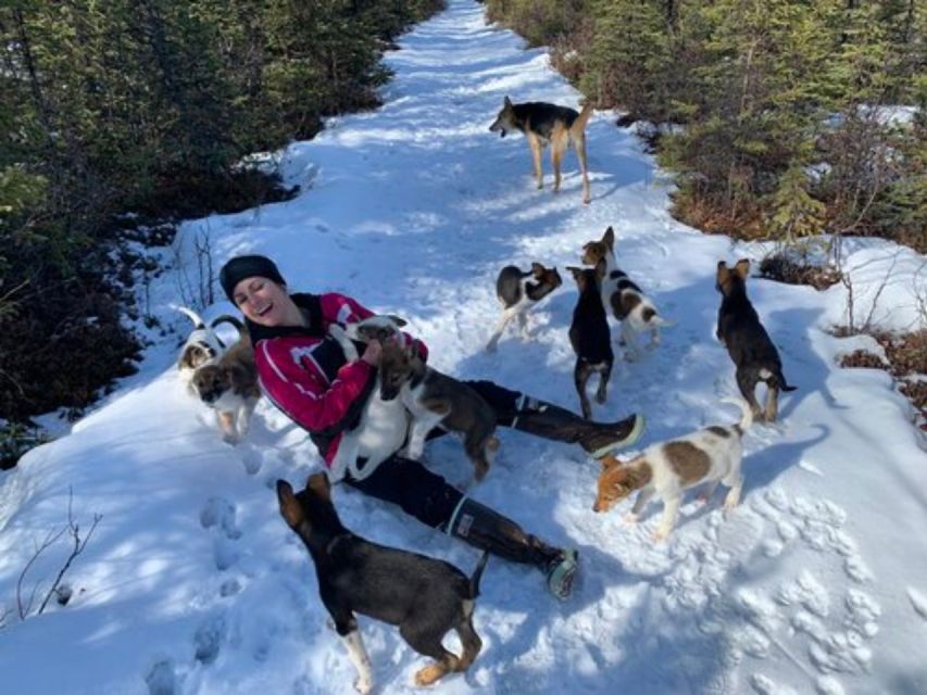 Willow: Traditional Alaskan Dog Sledding Ride - Common questions