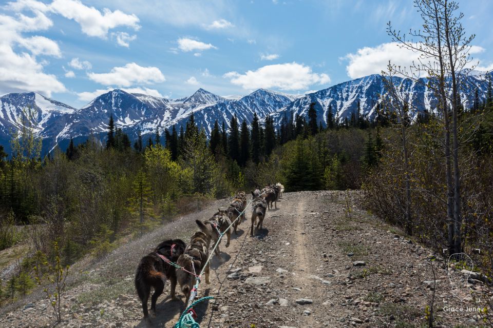 Yukon Dogs and Gold - Gold Panning in Liarsville