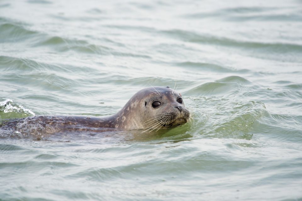 Zeebrugge: Seal Watching Boat Tour With Glass of Champagne - Common questions