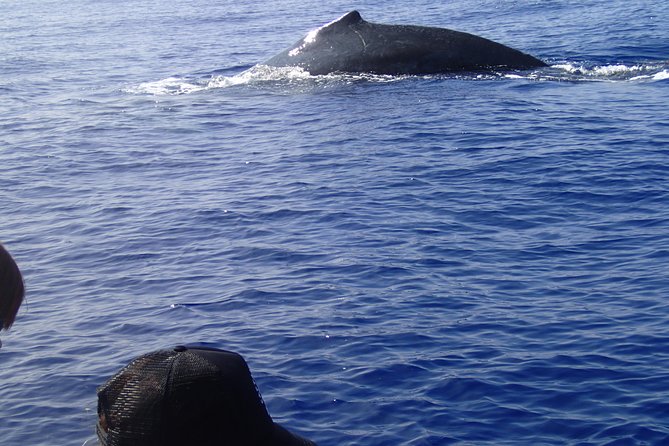 Zodiac Raft Whale Watching Adventure - Guest Reviews and Recommendations