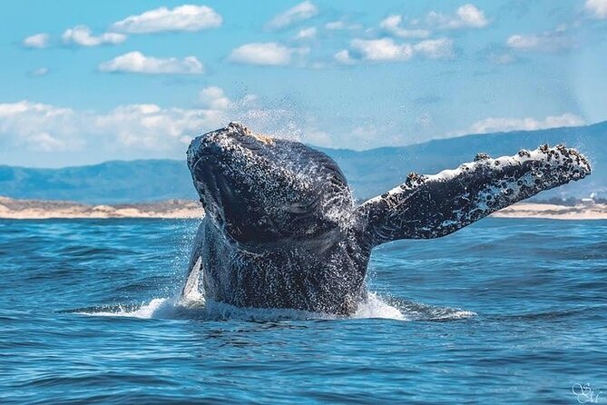 3-Hour Monterey Bay Winter Whale-Watching Tour - Additional Tour Information