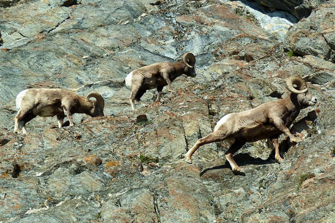 8-Day Rocky Mountains Caribou Tour From Vancouver - Booking Process