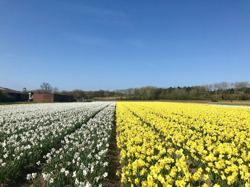 Alkmaar: Tulip and Spring Flower Fields Bike Tour - Book Your Spring Adventure