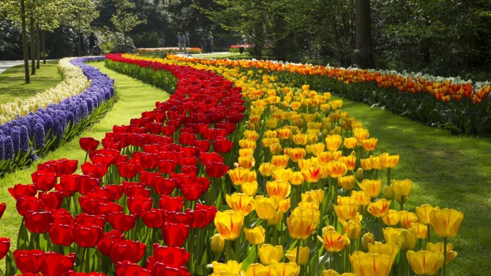 Amsterdam: Keukenhof & Tulip Experience Live Guided Day Tour - Common questions