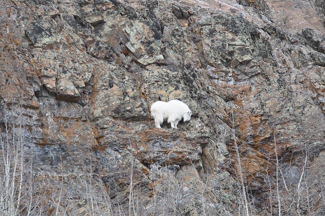Arctic Day: Yukon Wildlife Half Day Viewing Tour - Common questions