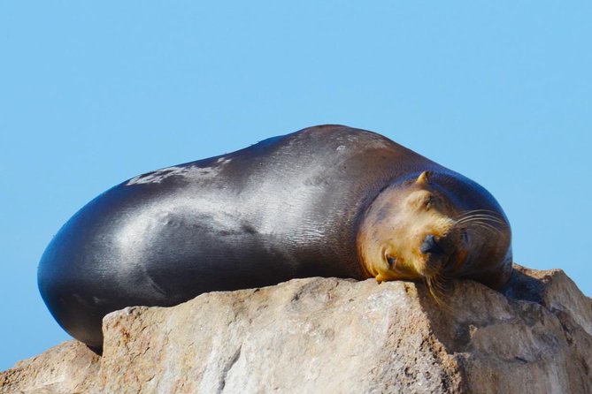 Cabo Private Whale Watching Tour - Incl FREE Photos & Whale Sightings Guarantee - Marine Life Encounter