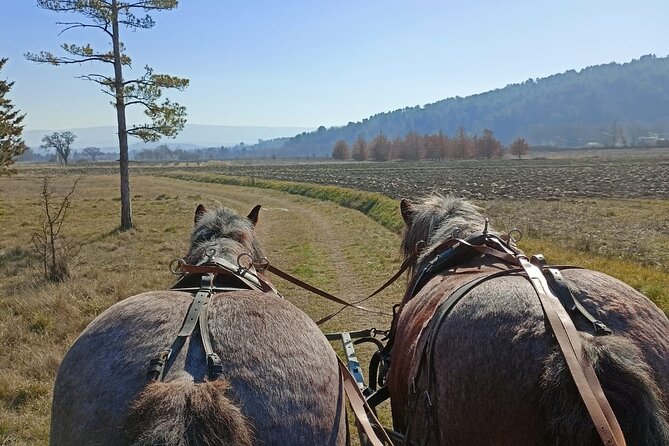 Carriage Rides in the Heart of the Luberon - Common questions