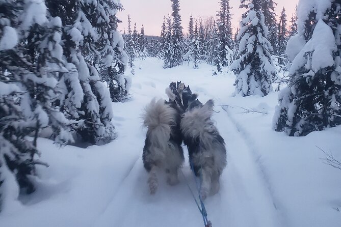 Dog Sled Adventure - Confirmation and Accessibility