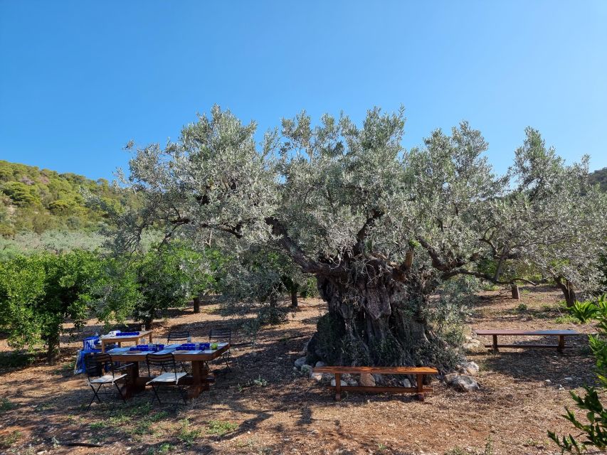 Ermioni: Olive Oil Tasting & Millennial Olive Tree Tour - Inclusions in the Workshop Package