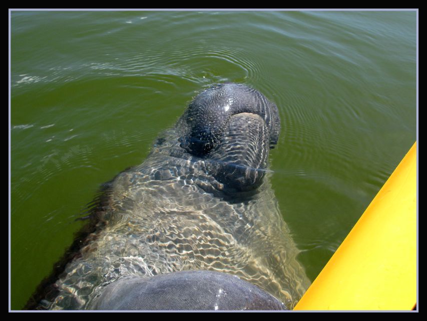 Everglades National Park: Boat Assisted Kayak Eco Tour - Common questions