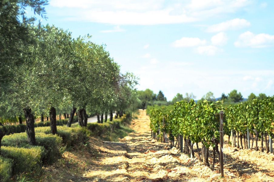 From Montpellier: Wine and Olive Tour - Directions