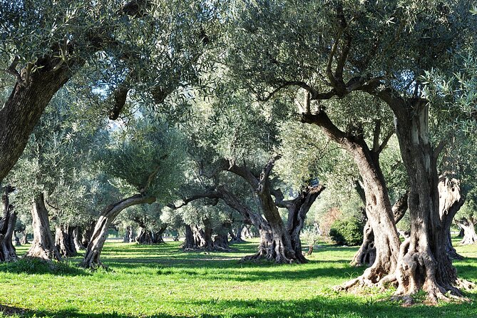 Full-Day Guided Tour Around Historical Provence  - Avignon - Common questions