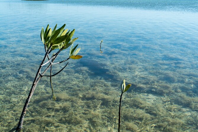 Guided Clear Kayak Eco-Tour Near Key West - Common questions