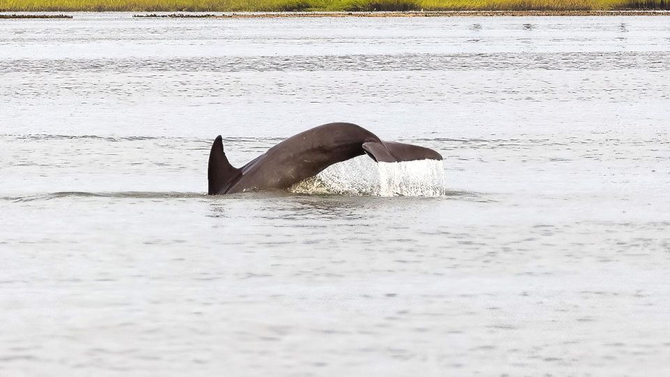 Hilton Head: Calibogue Sound Private Dolphin Boat Charter - Safety Measures and Regulations