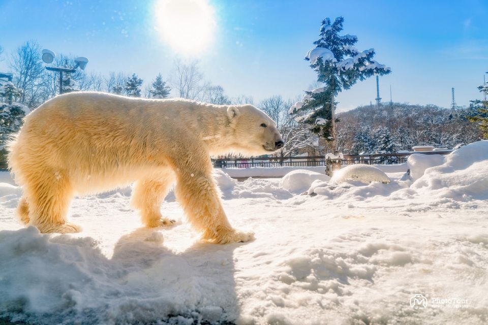 Hokkaido: Asahiyama Zoo, Furano, and Ningle Terrace Tour - Final Words