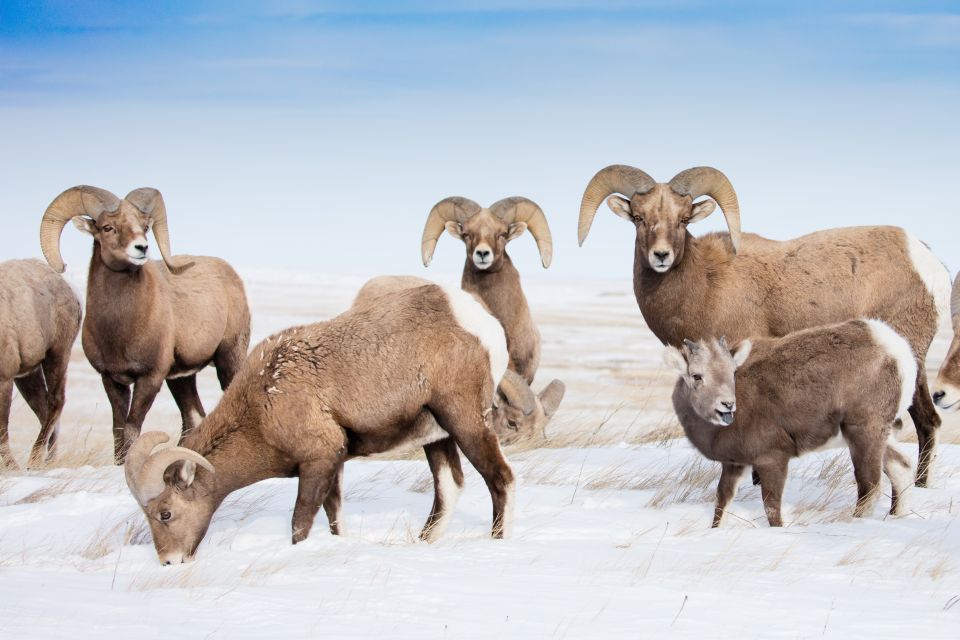 Jackson: Grand Teton & Native American Petroglyph Tour - Tour Duration