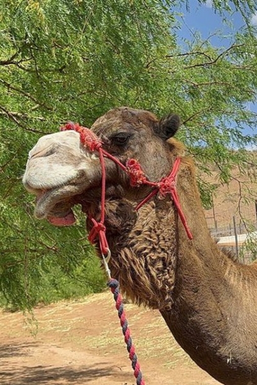 Las Vegas: Desert Camel Ride - Group Size Limit