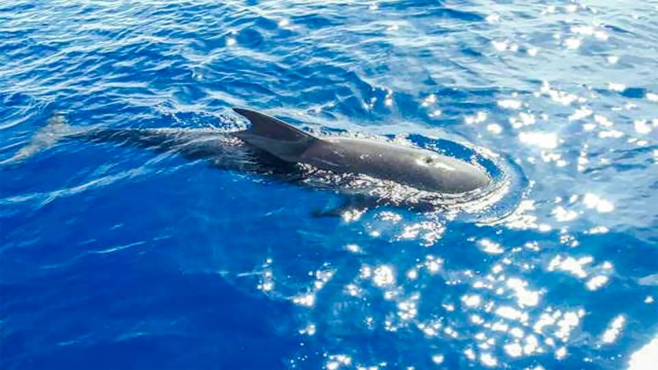 Los Gigantes: Whales and Dolphin Watching Cruise With Lunch - Cruise Itinerary Highlights