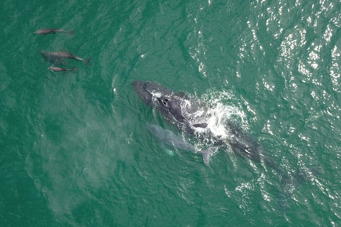 Luxury Catamaran Whale Watching Cabo San Lucas - Experience Pricing and Availability