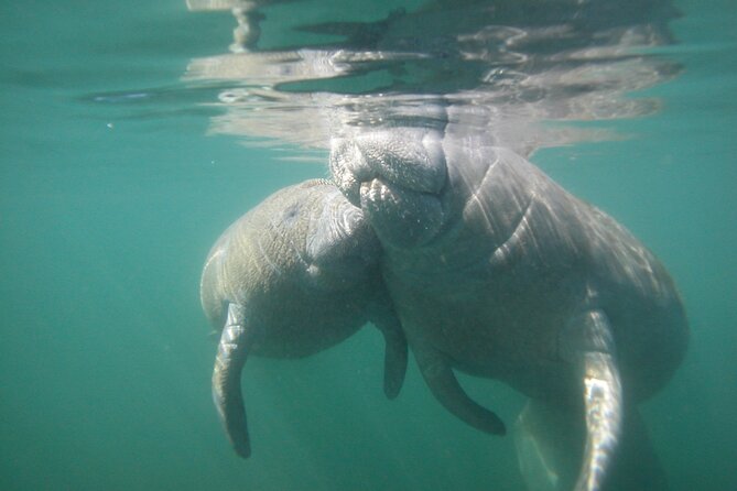 Morning Swim and Snorkel With Manatees-Guided Crystal River Tour - Weather Considerations